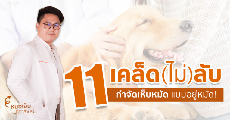 กําจัดเห็บหมัดสุนัข