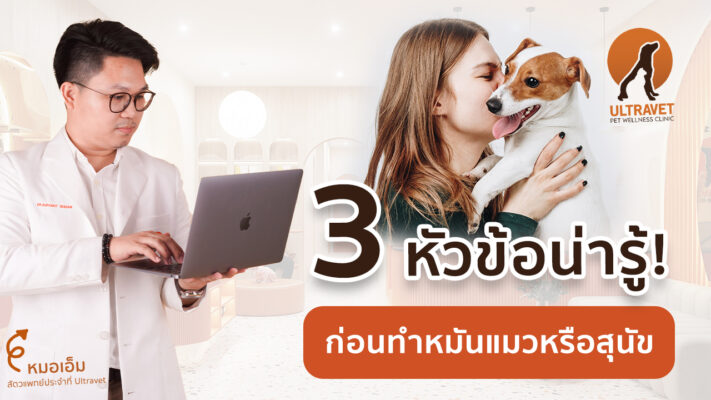 ทำหมันแมว